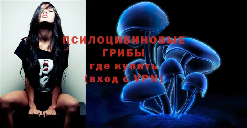 Псилоцибиновые грибы Psilocybe  Великий Устюг 